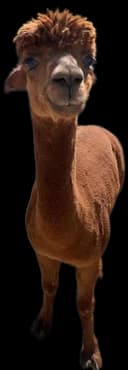 Avatar brazowej alpaki