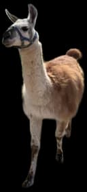 Lama na Ranczu Patataj, karmienie