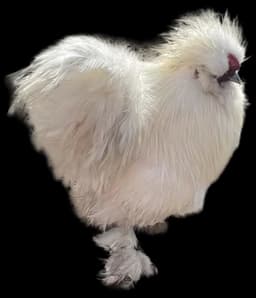 Biała Kura na Ranczu Patataj w Jastrzębi Starej,koło Mogielnicy,niedaleko Grójca