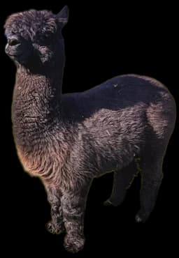 Alpaki na Ranczu Patataj niedaleko Grójca