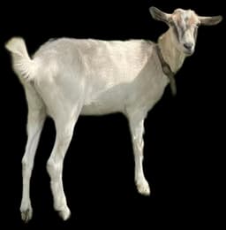 Po prostu koza na ranczu Patataj