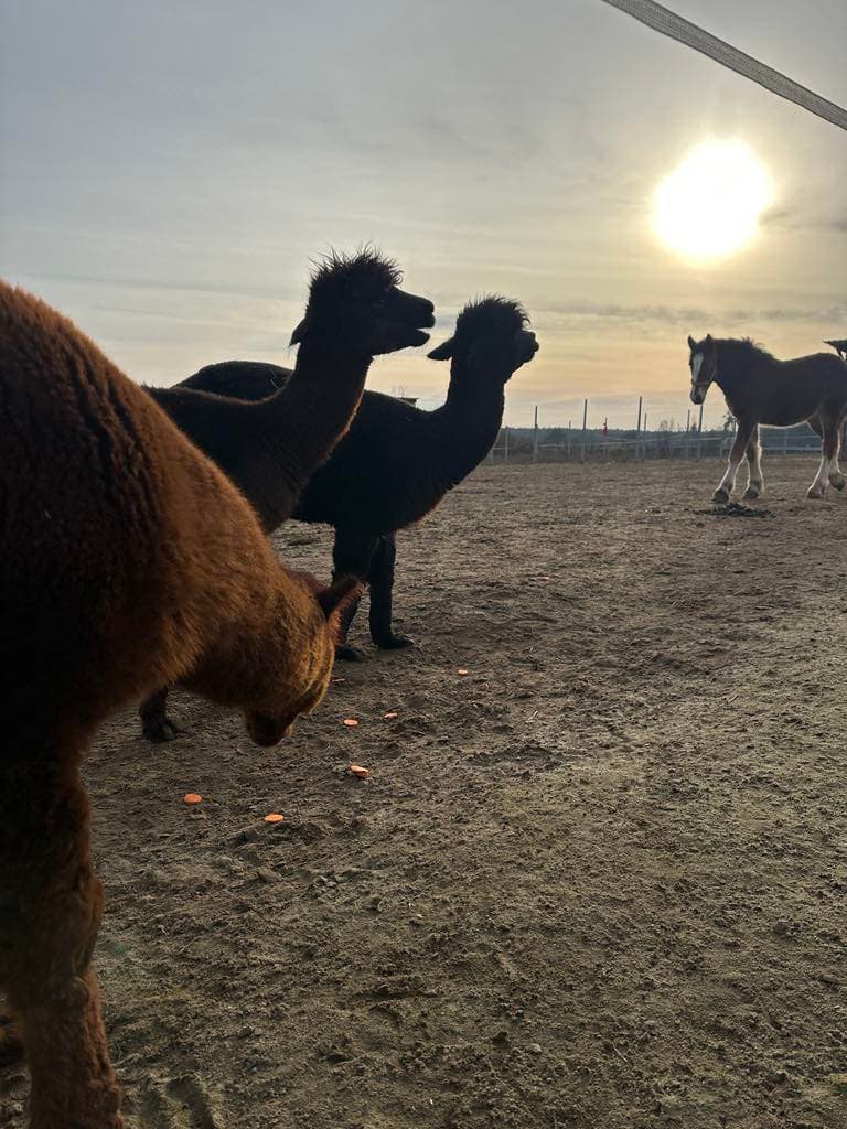 Atrakcje Ranczo Patataj