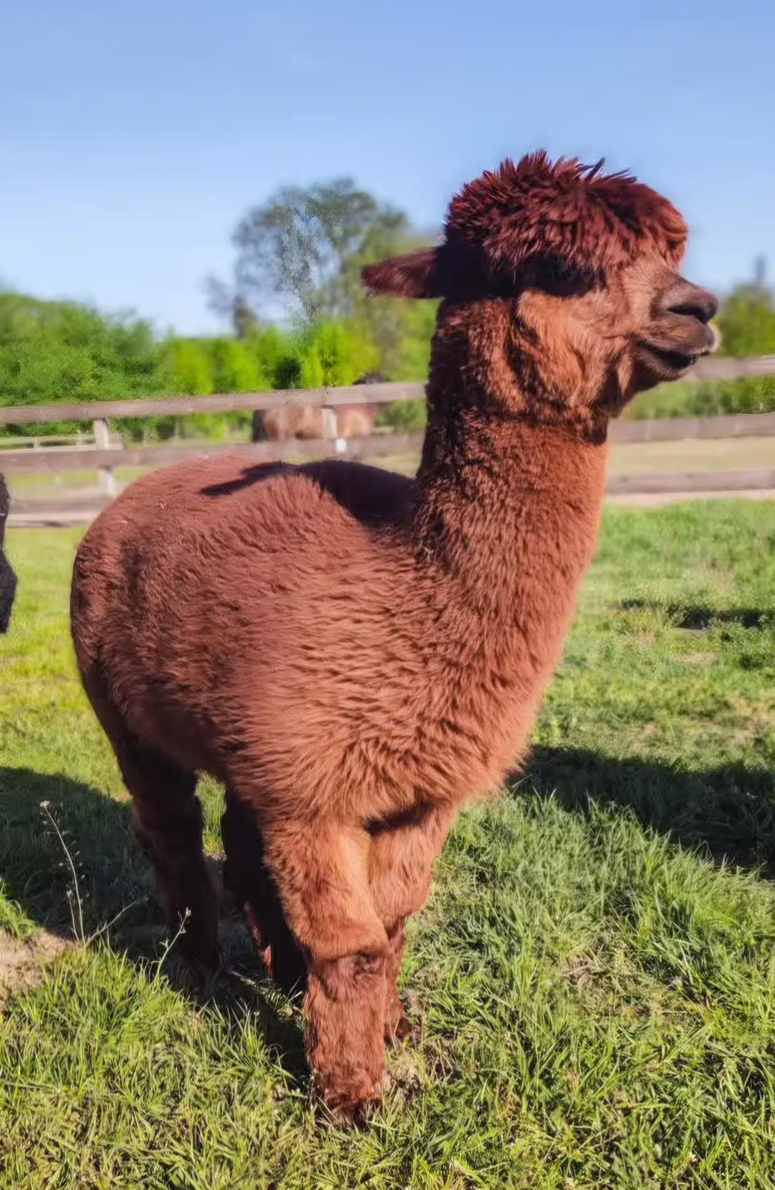 Alpaki na wybiegu podczas zajęć alpakoterapii w Ranczo Patataj