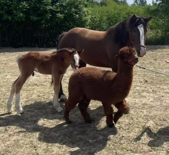 Grupa zwierząt gospodarskich razem na wybiegu w Ranczo Patataj w Jastrzębi Starej koło Mogielnicy