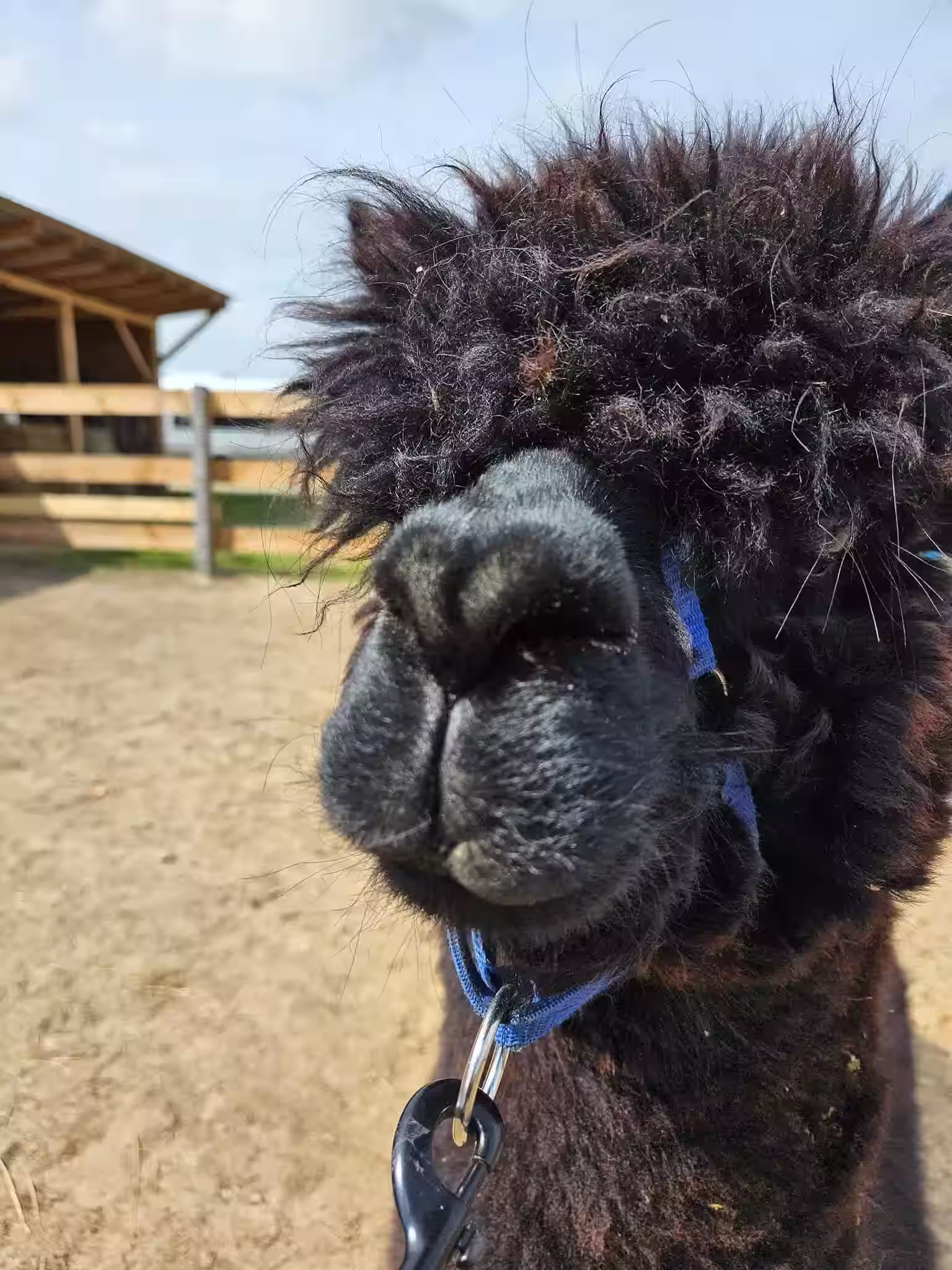 Alpaki na wybiegu podczas zajęć alpakoterapii w Ranczo Patataj