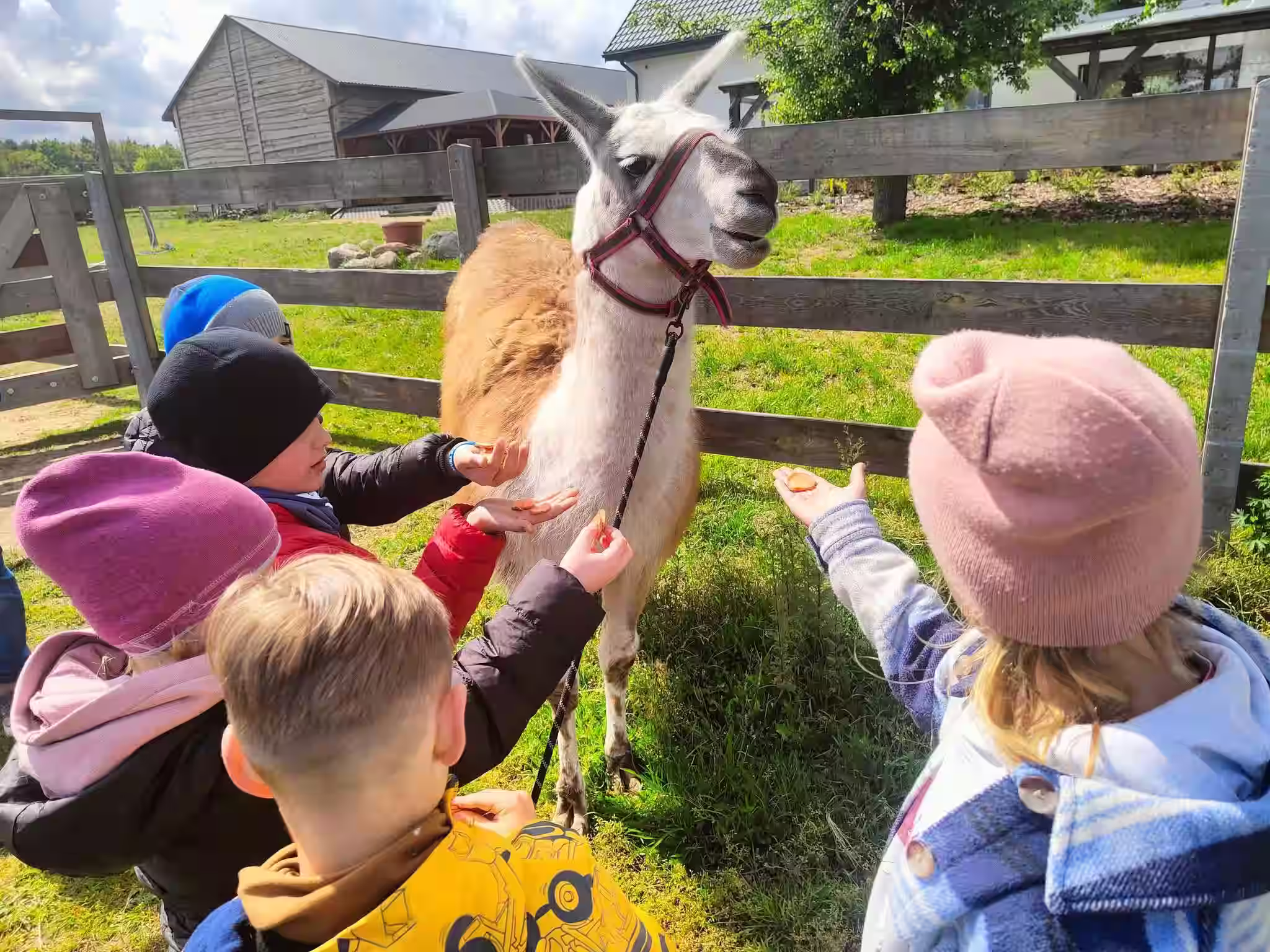 Dzieci karmią lamę na Ranczo Patataj podczas zajęć edukacyjnych ze zwierzętami