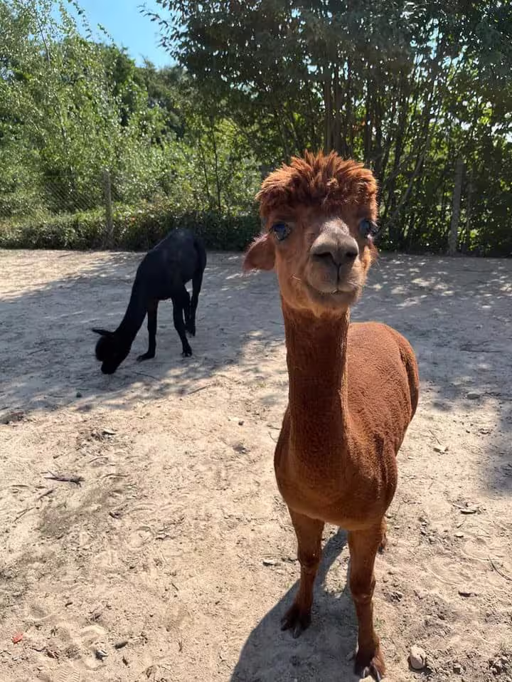 Alpaka na Ranczo Patataj podczas zajęć alpakoterapii w mazowieckim