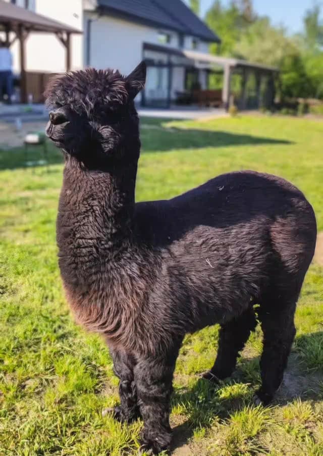 Ciemna alpaka patrząca w obiektyw podczas zajęć alpakoterapii na Ranczo Patataj