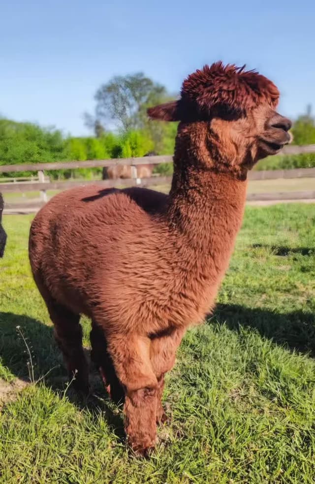 Brązowa alpaka stojąca na wybiegu w Ranczo Patataj, gospodarstwie edukacyjnym w mazowieckim