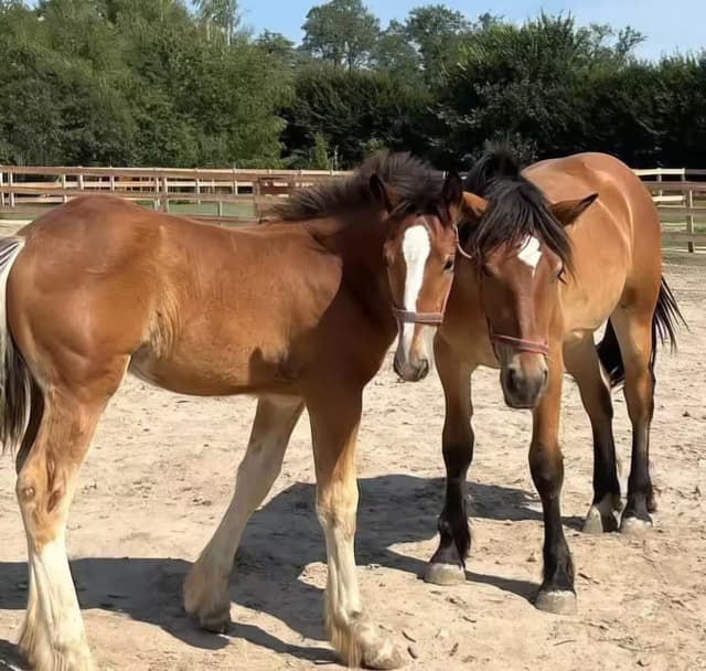 Dwa konie na padoku w gospodarstwie edukacyjnym Ranczo Patataj