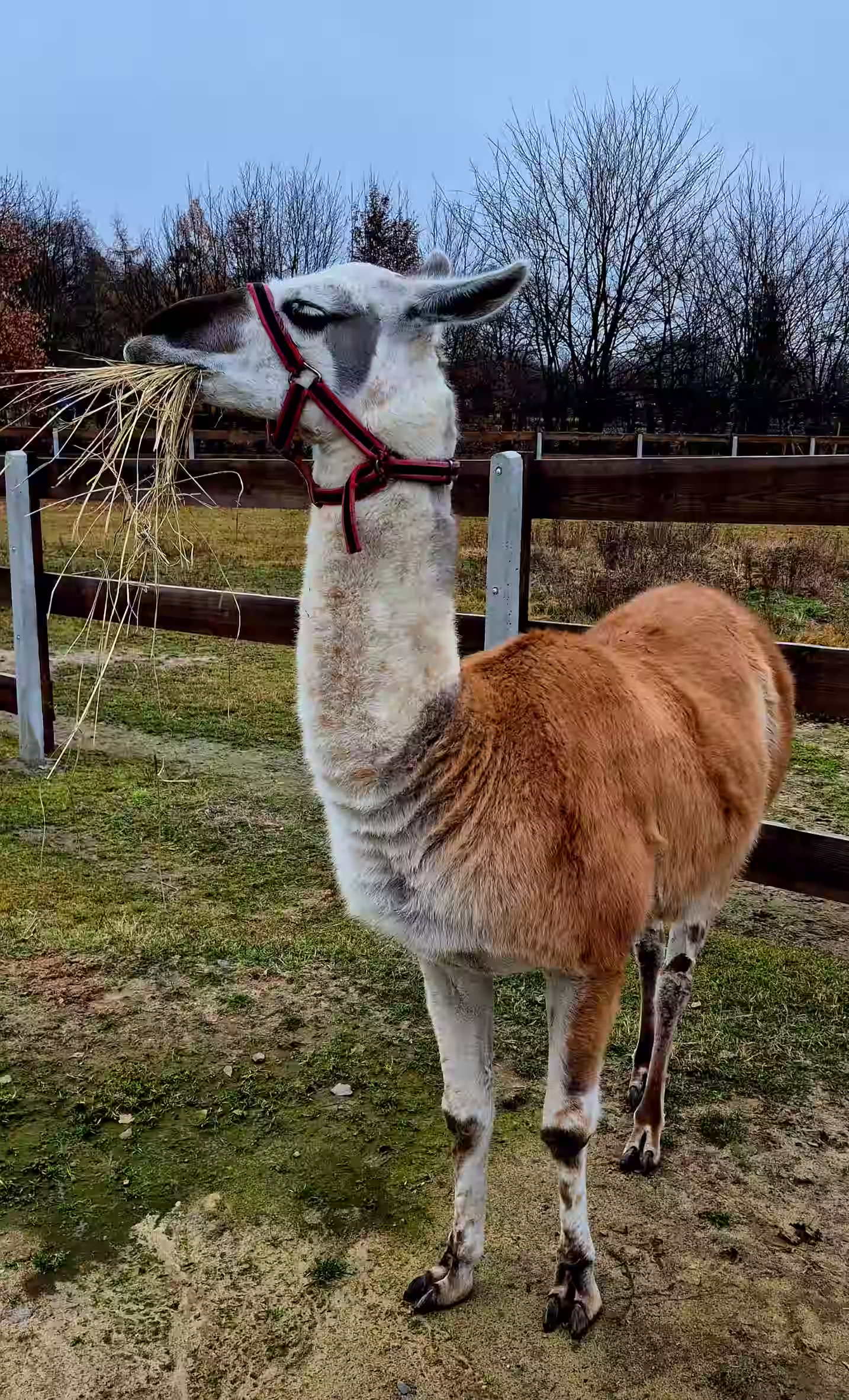Galeria obrazków z rancza Patataj w mazowieckim niedaleko Warszawy,alpaki,ognisko,lama,plac zabaw, lamy, konie